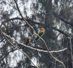Merops orientalis