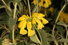 Phlomis