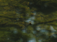 Somatochlora meridionalis