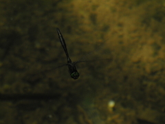 Somatochlora meridionalis