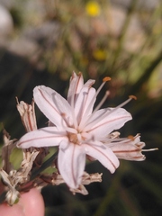 Asphodelus ramosus