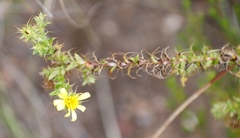 Cullumia setosa