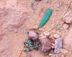 Steraspis speciosa
