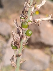 Asphodelus ramosus