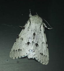Acronicta vulpina