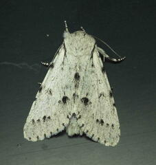 Acronicta vulpina