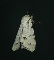 Acronicta vulpina