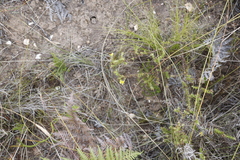 Cullumia setosa