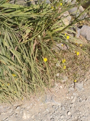 Asphodelus ramosus