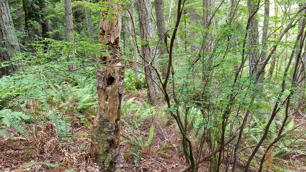 western sword fern from Dabob Bay Natural Area Preserve on June 7, 2018
