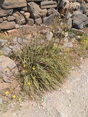 Asphodelus ramosus