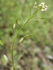 Draba muralis