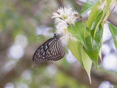 Ideopsis vulgaris