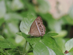 Mycalesis visala