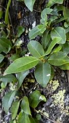 Hydrangea serratifolia