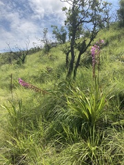 Watsonia pulchra