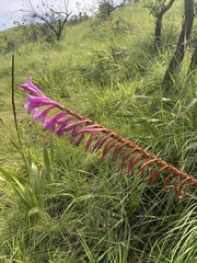 Watsonia pulchra