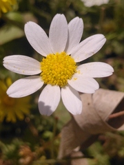 Anthemis chia