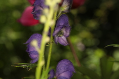 Aconitum napellus
