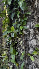 Hydrangea serratifolia