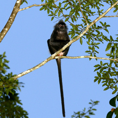 Trachypithecus cristatus