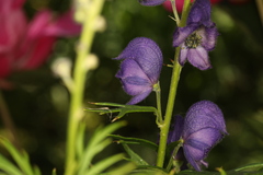 Aconitum napellus
