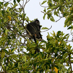 Trachypithecus cristatus