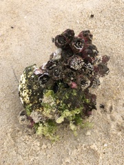 Megabalanus coccopoma