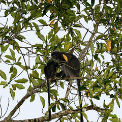 Trachypithecus cristatus