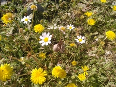 Anthemis chia