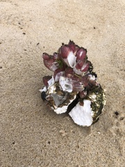 Megabalanus coccopoma