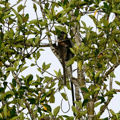 Trachypithecus cristatus
