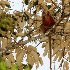Trachypithecus cristatus