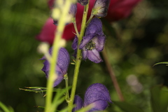 Aconitum napellus