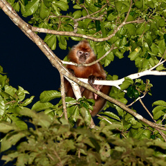 Trachypithecus cristatus