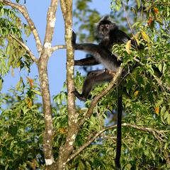 Trachypithecus cristatus