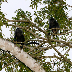 Trachypithecus cristatus