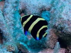 Pomacanthus arcuatus