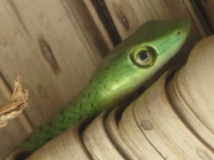 Philothamnus punctatus