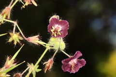 Geranium phaeum