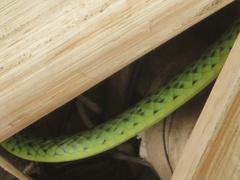 Philothamnus punctatus