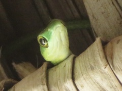 Philothamnus punctatus