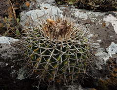 Parodia erinaceus