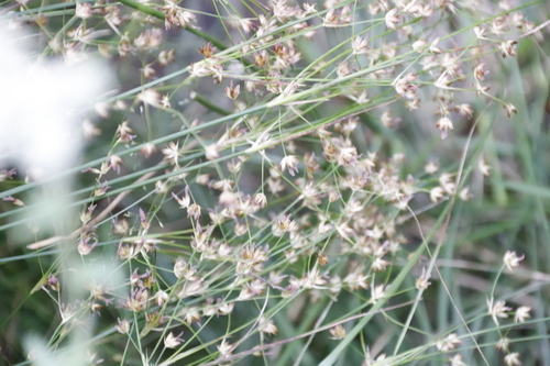 Juncus capensis (Juncus capensis)