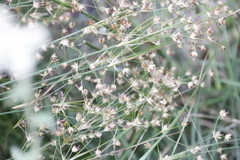 Juncus capensis