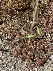 Rumex bucephalophorus