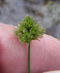 Carex microptera