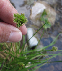 Carex microptera