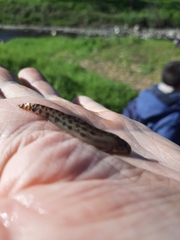 Cobitis paludica