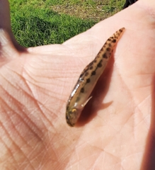 Cobitis paludica